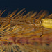 Die Bergstreckerspinne (Tetragnatha montana) hat sich gestreckt :)) The mountain stretcher spider (Tetragnatha montana) has stretched :))  L'araignée civière de montagne (Tetragnatha montana) s'est étirée :))