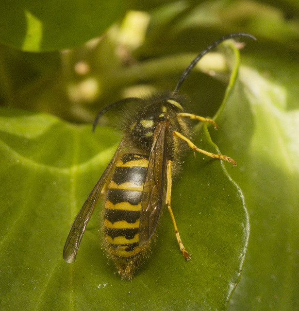 IMG 3325 German Wasp Male-3