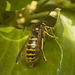 IMG 3325 German Wasp Male-3