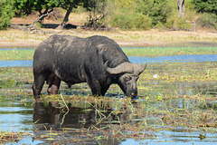 Botswana, Buffalo in the Wetlands of the River of Chobe