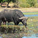 Botswana, Buffalo in the Wetlands of the River of Chobe