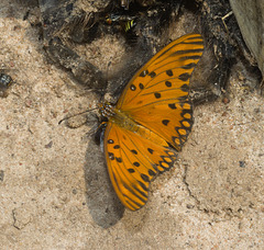 IMG 2986 Butterfly