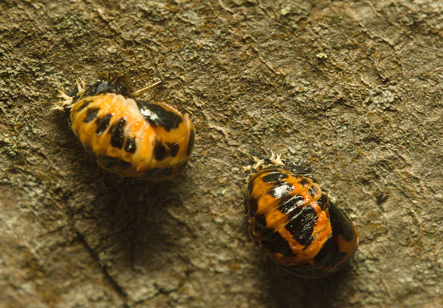 5T2A5370 Two Spot Ladybird