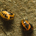 5T2A5370 Two Spot Ladybird