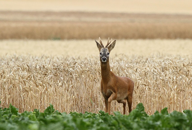 le chevreuil : ce curieux !!!!