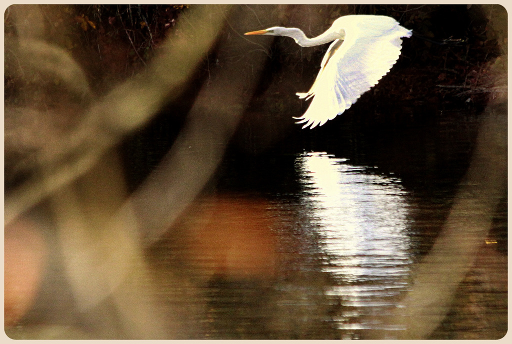 Grande Aigrette telle Le Concorde