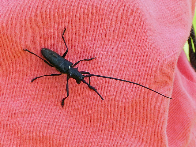 Spruce Sawyer / Spruce Longhorned Beetle