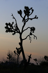 Joshua Tree Sunset