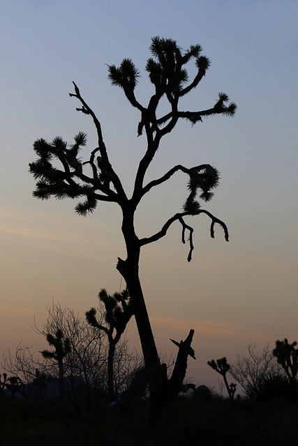 Joshua Tree Sunset