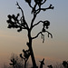 Joshua Tree Sunset