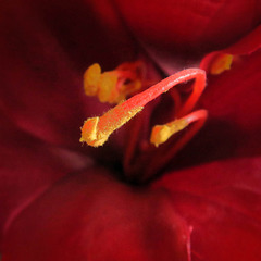 inside a flower