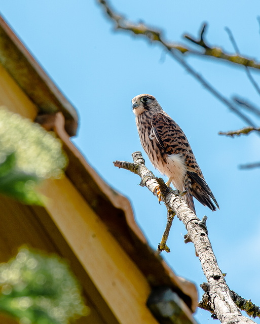 Junger Turmfalke - Falco tinnunculus,  Faucon crécerelle