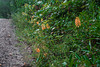 Platanthera ciliaris (Yellow Fringed orchid) roadside view