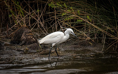 Little egret