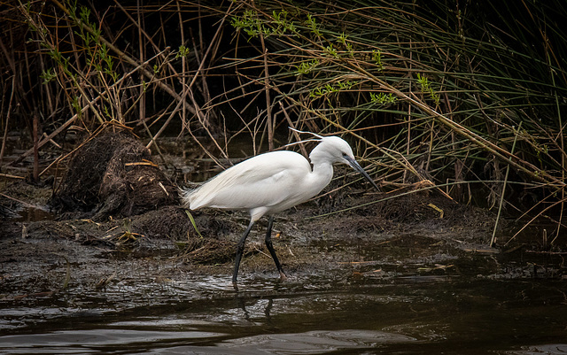 Little egret