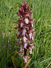 Giant Orchid (Barlia robertiana), Crete