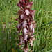 Giant Orchid (Barlia robertiana), Crete