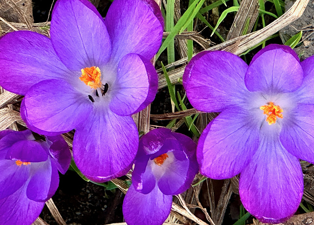 Krokusblüten