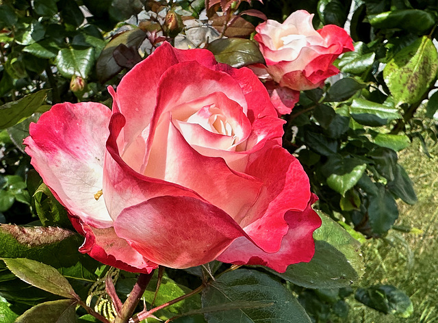 Rose im Garten