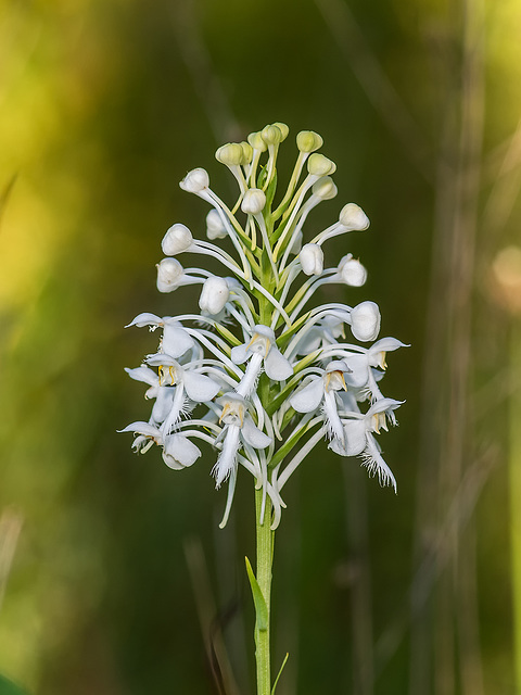 Platanthera conspicua (Southern White fringed orchid)