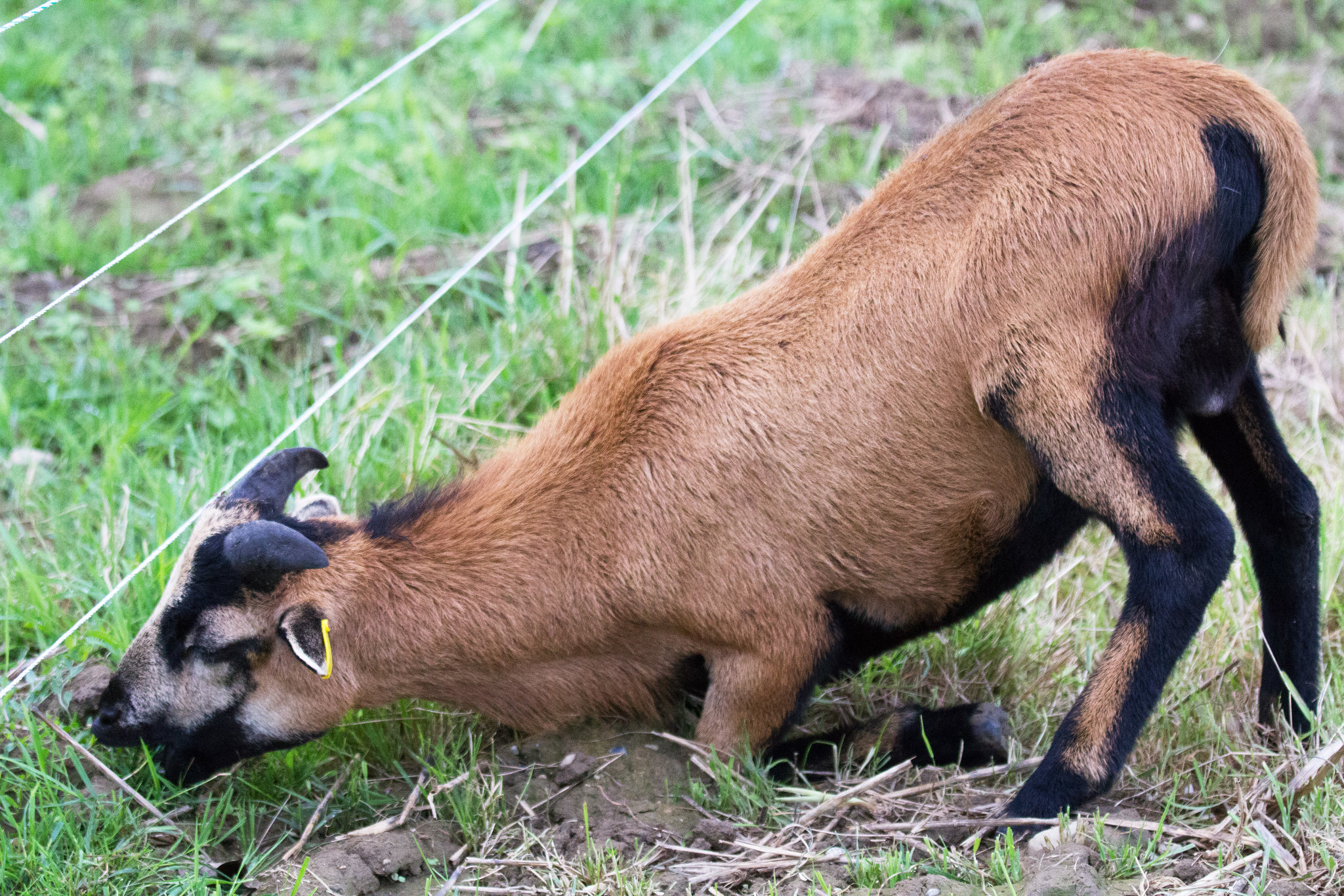 Diese Ziege mag offenbar kein verwelktes Gras