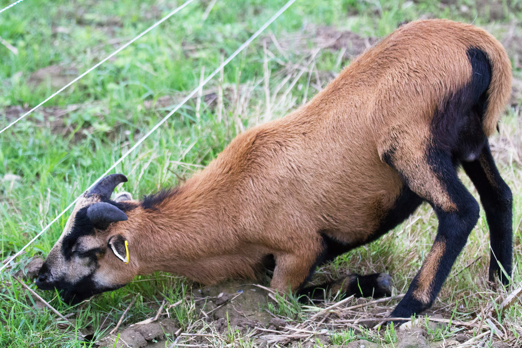 Diese Ziege mag offenbar kein verwelktes Gras
