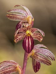 Corallorhiza striata var. striata (Striped Coralroot orchid)