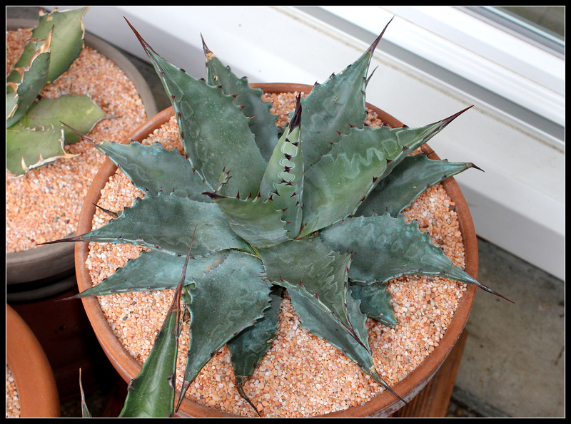 Agave montana Blue Ocean (1)