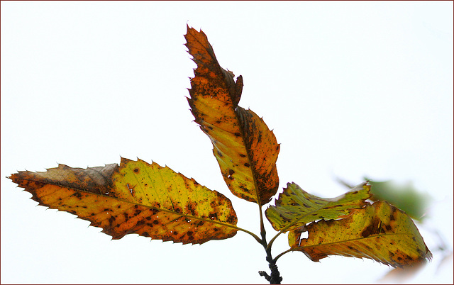 Les feuilles d'automne