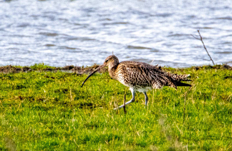Curlew