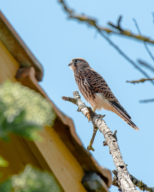 Junger Turmfalke - Falco tinnunculus,  Faucon crécerelle