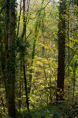 Trees at Wepre park