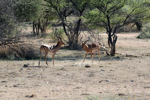 Namibia, Erindi Game Reserve, Preparations for Impala Males Duel