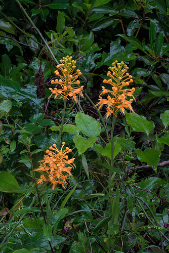 Platanthera ciliaris (Yellow Fringed orchid)