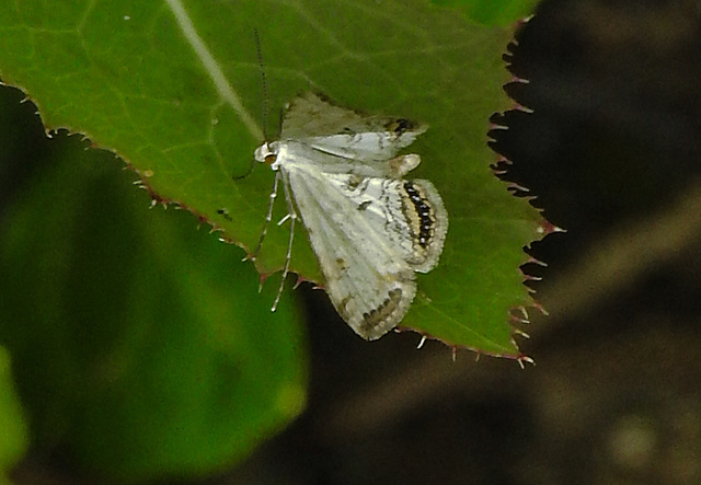 20210831 2652CPw [D~LIP] Wasserlinsenzünsler (Cataclysta lemnata), UWZ, Bad Salzuflen