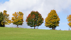 Bäume im Herbst