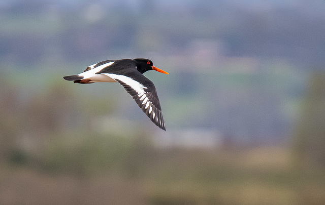 Oystercatcher