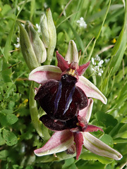 Grecian Spider Orchid (Ophrys spruneri), Crete