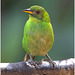 EF7A1763-topaz-denoiseraw-sharpen -1bird