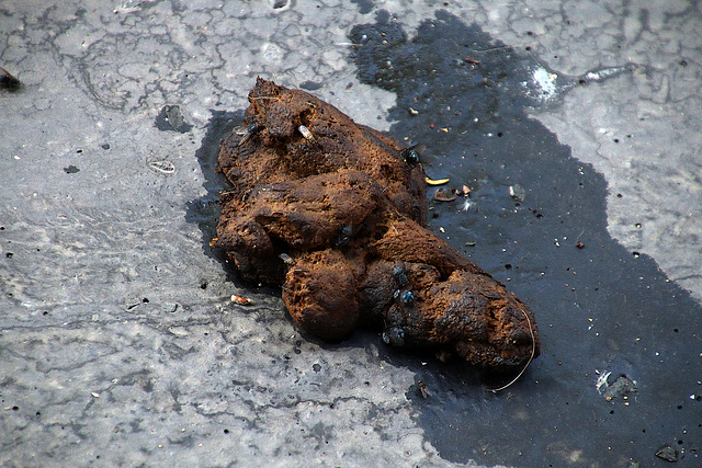 Image merdique  sur un trottoir . Pour réaliser cette photo , j'ai pris des risques , glissade et chute .