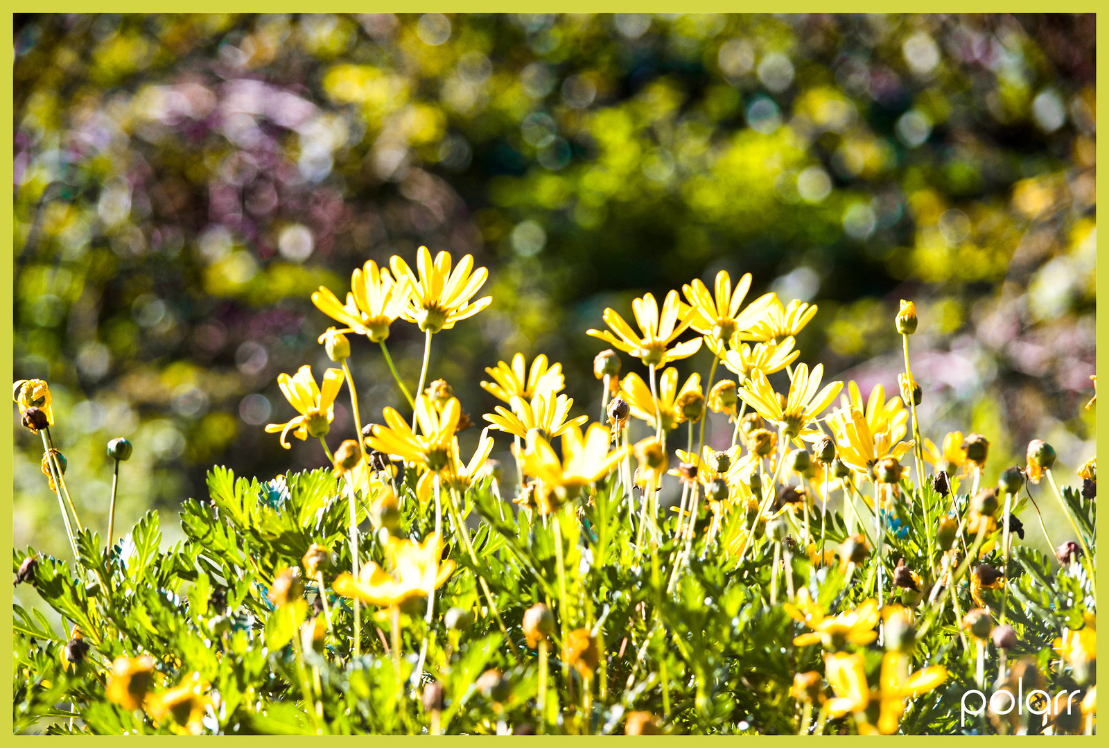 Flora amarilla con gran bokeh + (2 notas)