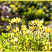Flora amarilla con gran bokeh + (2 notas)