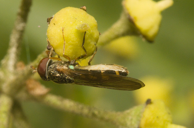 IMG 3315 Hoverfly-3