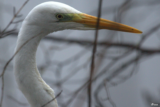 Portait d'Aigrette