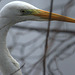 Portait d'Aigrette