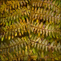 Entre les puntes dels dits