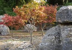 In Fall's golden light the leaves are growing old..