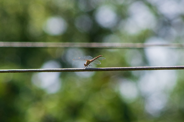 A wire tap in progress