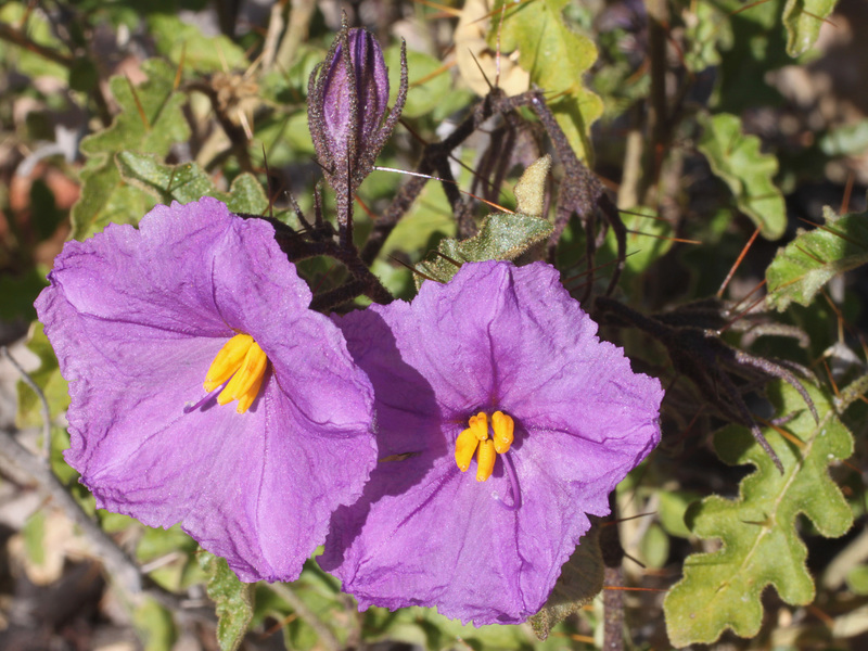 Solanum petrophilum