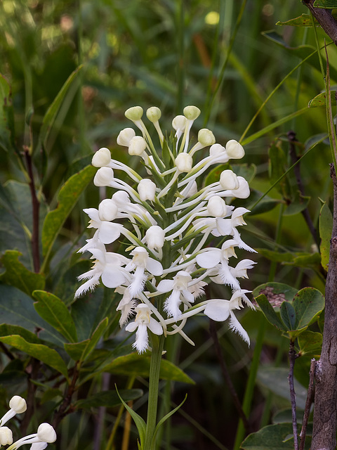 Platanthera conspicua (Southern White fringed orchid)